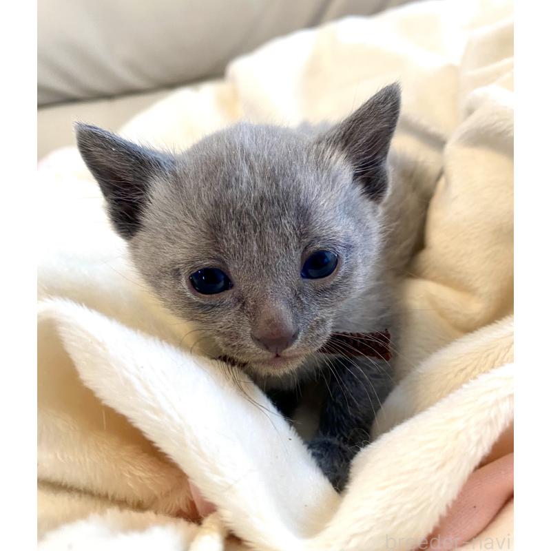 販売中の東京都のロシアンブルー-137892の5枚目