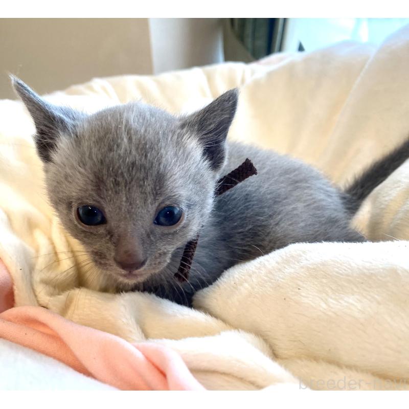 販売中の東京都のロシアンブルー-137892の4枚目