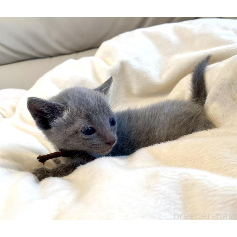 販売中の東京都のロシアンブルー-137892の2枚目