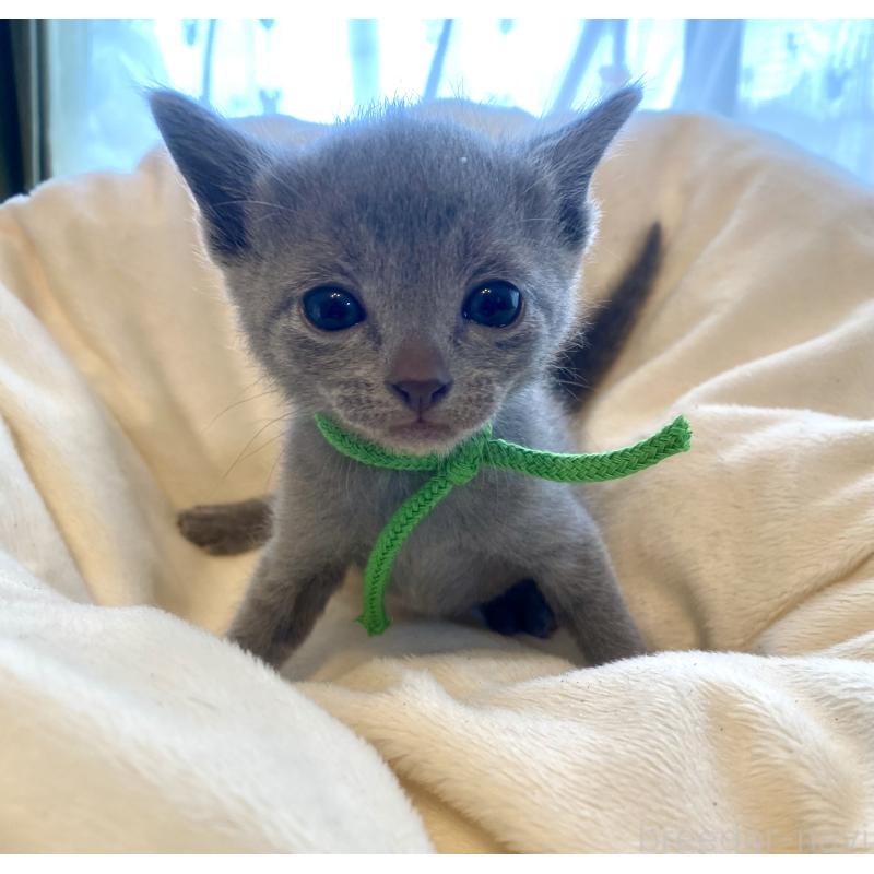 販売中の東京都のロシアンブルー-137893