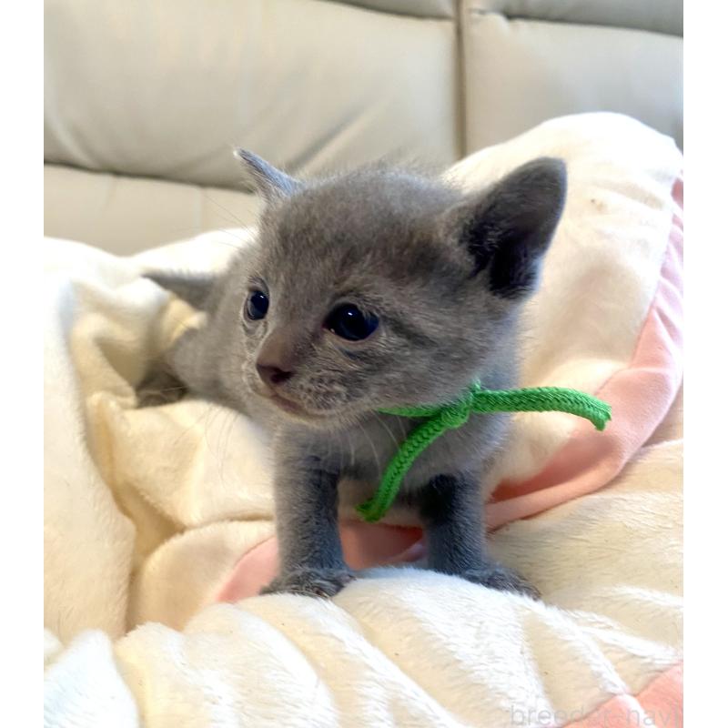 販売中の東京都のロシアンブルー-137893の8枚目