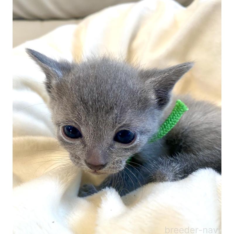 販売中の東京都のロシアンブルー-137893の7枚目