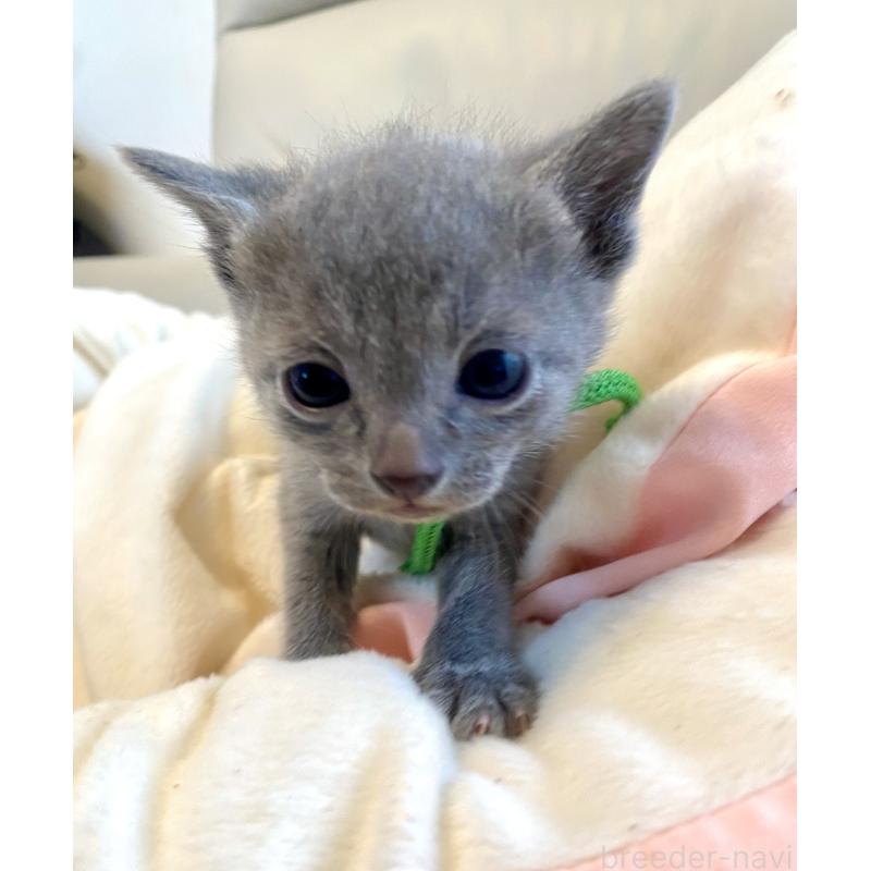 販売中の東京都のロシアンブルー-137893の6枚目