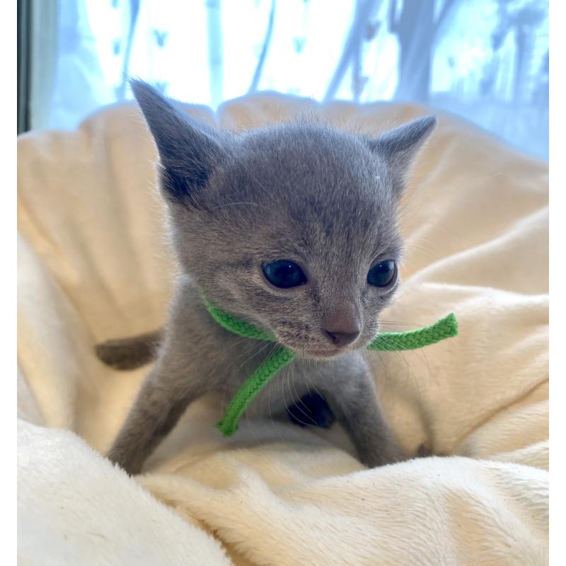 販売中の東京都のロシアンブルー-137893の5枚目