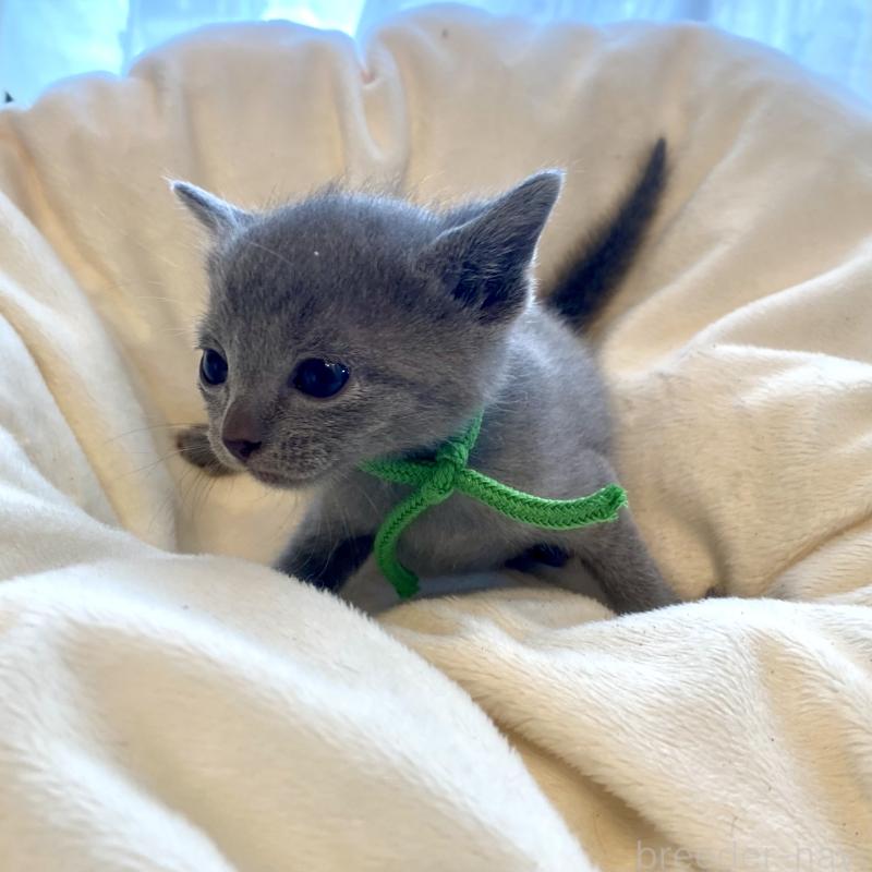 販売中の東京都のロシアンブルー-137893の4枚目