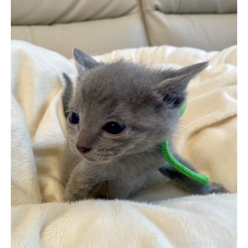 販売中の東京都のロシアンブルー-137893の3枚目