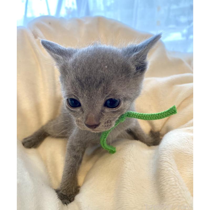 販売中の東京都のロシアンブルー-137893の2枚目