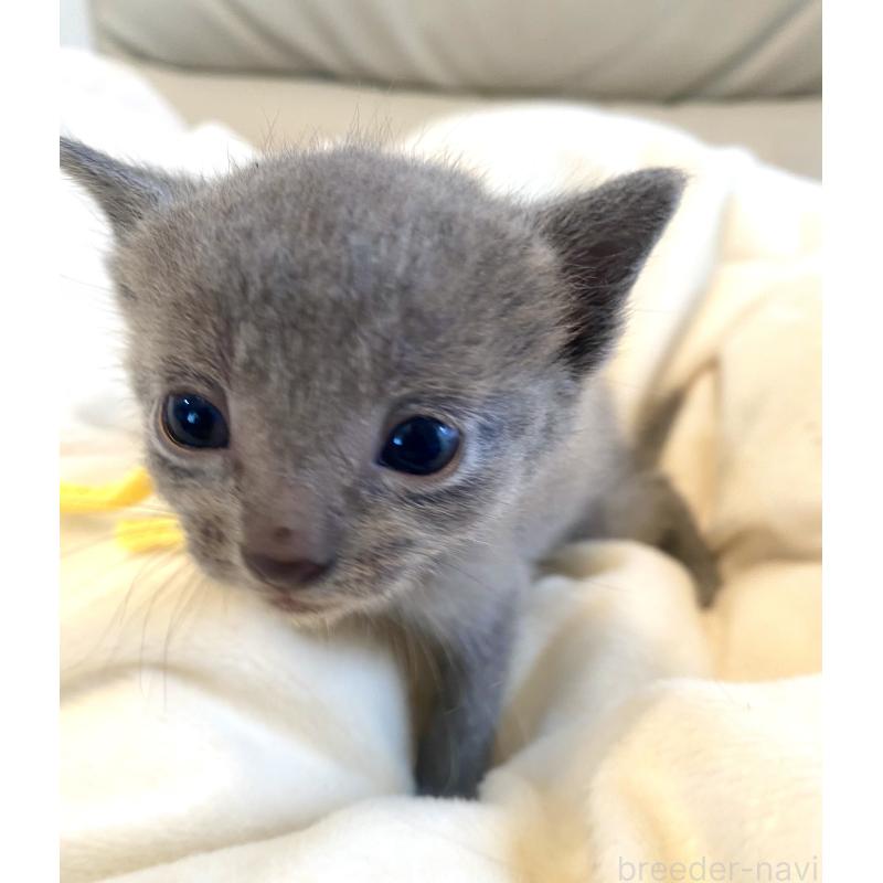 販売中の東京都のロシアンブルー-137894の1枚目