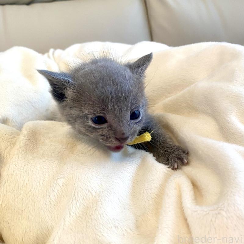 販売中の東京都のロシアンブルー-137894の9枚目