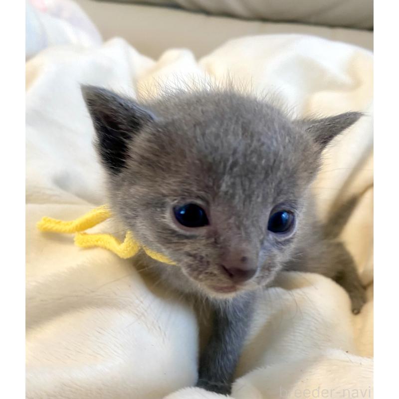 販売中の東京都のロシアンブルー-137894の8枚目