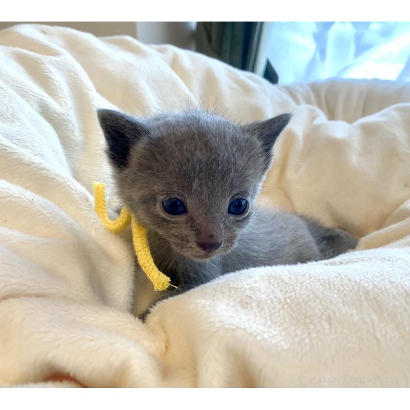 販売中の東京都のロシアンブルー-137894の7枚目