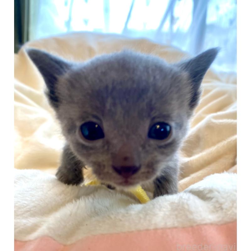 販売中の東京都のロシアンブルー-137894の6枚目