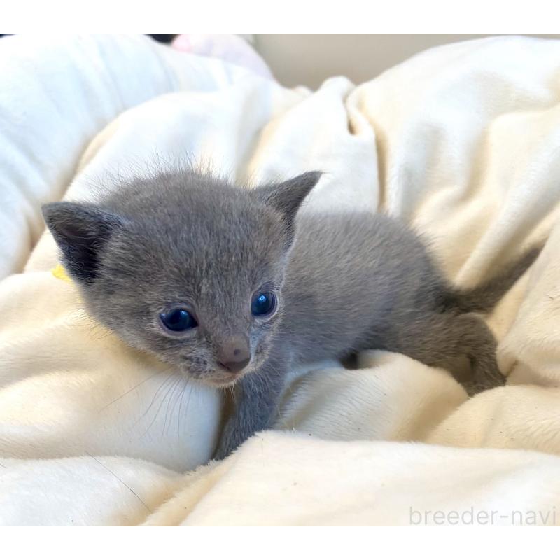 販売中の東京都のロシアンブルー-137894の4枚目