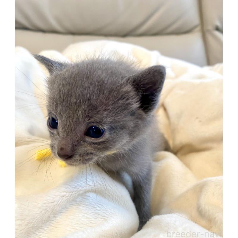 販売中の東京都のロシアンブルー-137894の3枚目