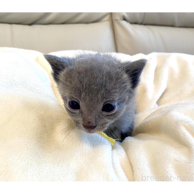 販売中の東京都のロシアンブルー-137894の2枚目