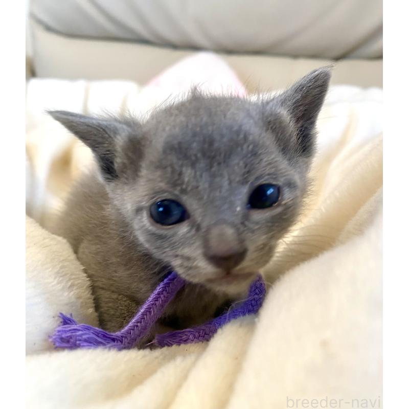 販売中の東京都のロシアンブルー-137895