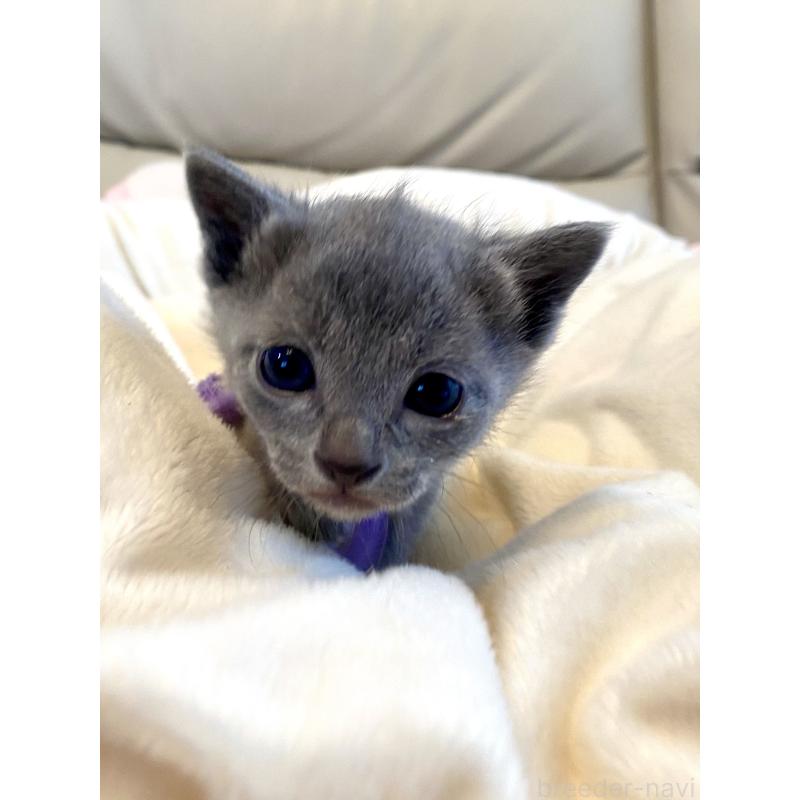 販売中の東京都のロシアンブルー-137895の10枚目