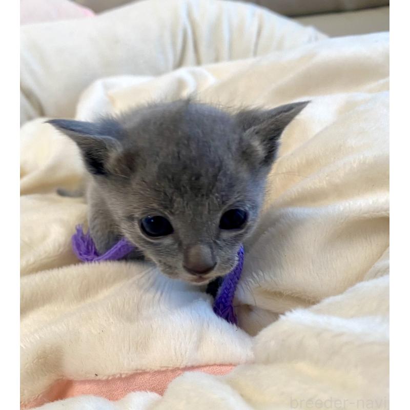 販売中の東京都のロシアンブルー-137895の9枚目