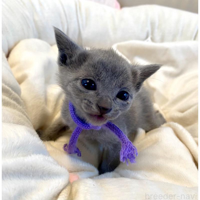 販売中の東京都のロシアンブルー-137895の8枚目