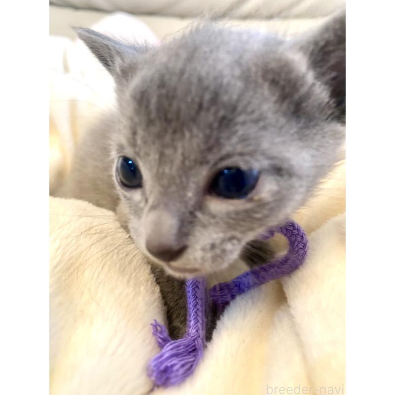 販売中の東京都のロシアンブルー-137895の7枚目