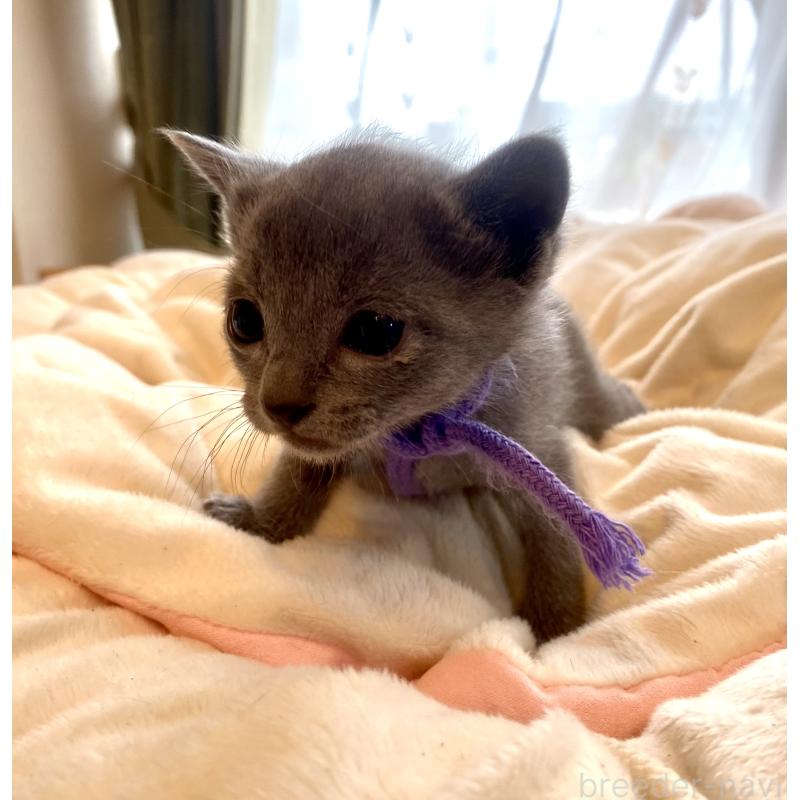 販売中の東京都のロシアンブルー-137895の5枚目