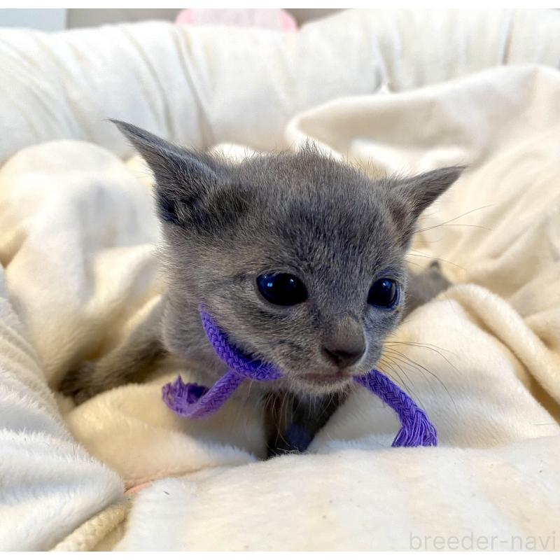 販売中の東京都のロシアンブルー-137895の4枚目