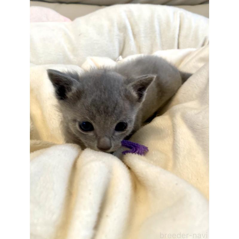 販売中の東京都のロシアンブルー-137895の3枚目