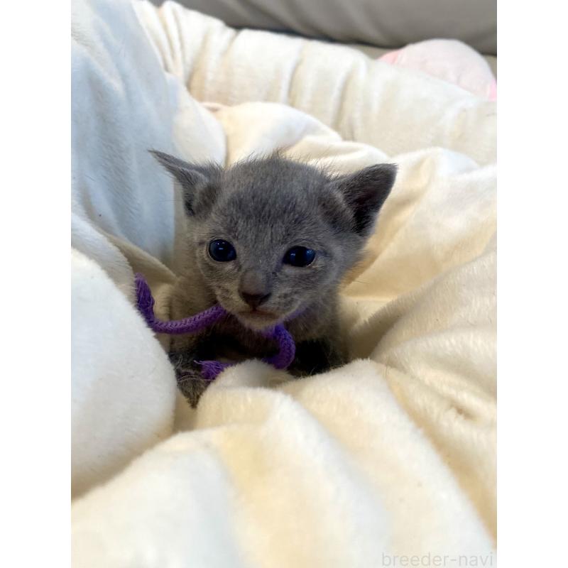 販売中の東京都のロシアンブルー-137895の2枚目