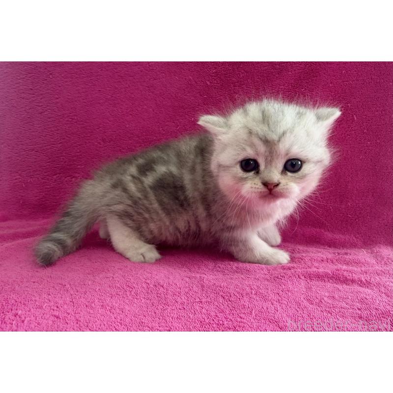 販売中の愛知県のミヌエット-137896の1枚目