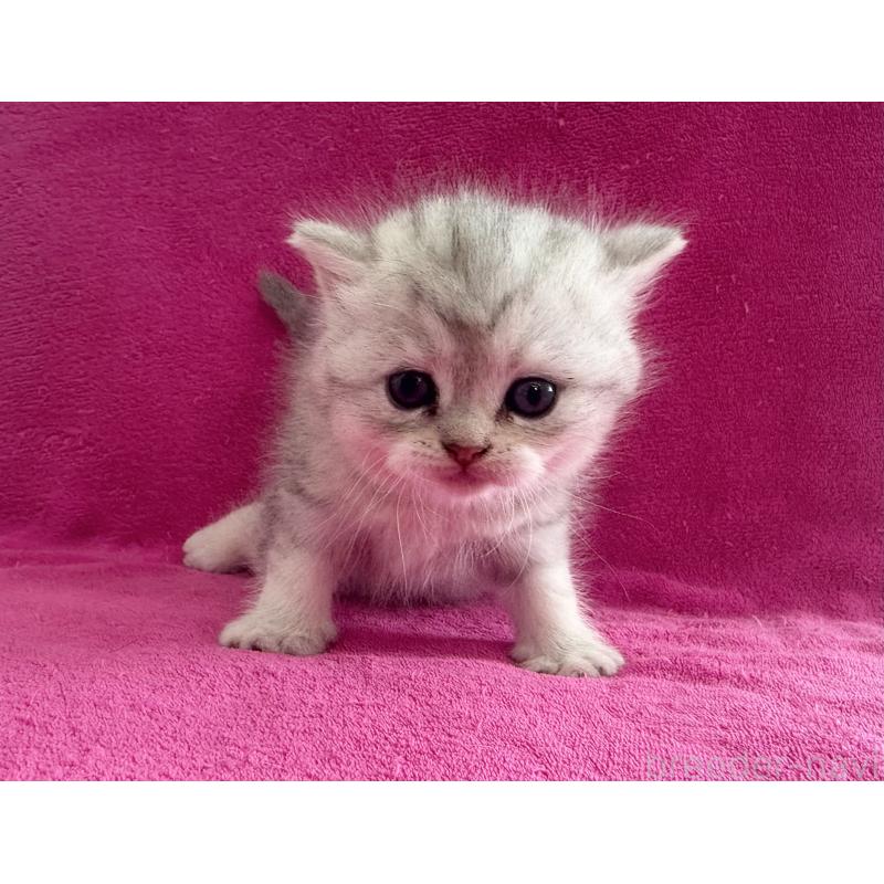 販売中の愛知県のミヌエット-137896の3枚目