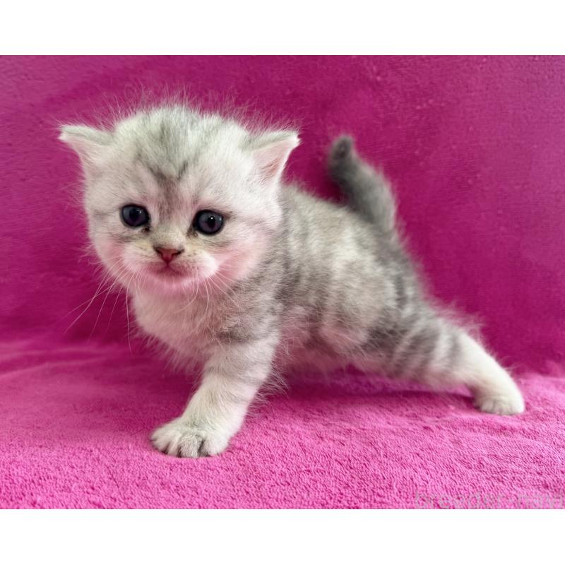 販売中の愛知県のミヌエット-137896の2枚目