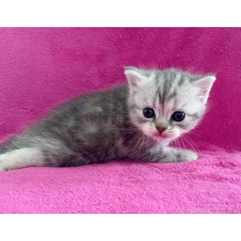 販売中の愛知県のミヌエット-137898の1枚目