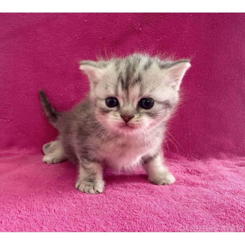 販売中の愛知県のミヌエット-137898の3枚目