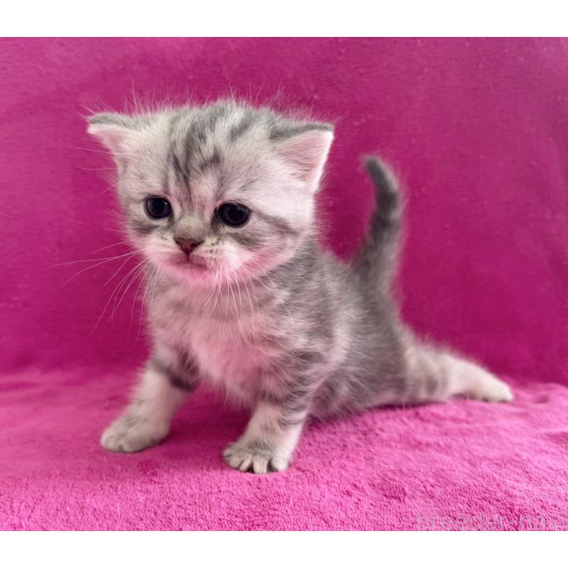 販売中の愛知県のミヌエット-137898の2枚目