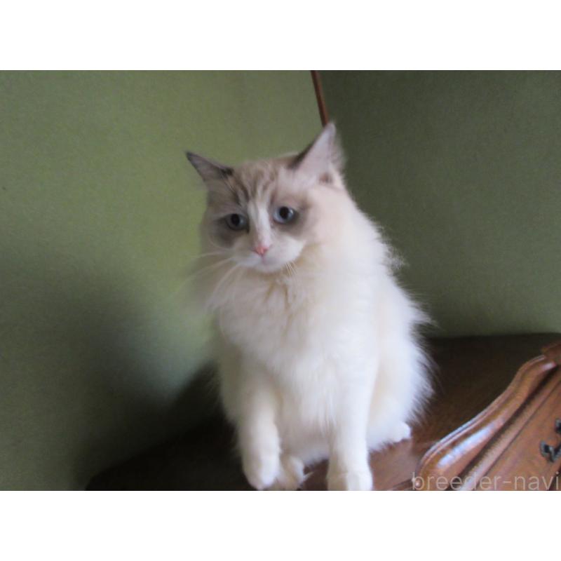 販売中の大分県のラグドール-121138の4枚目