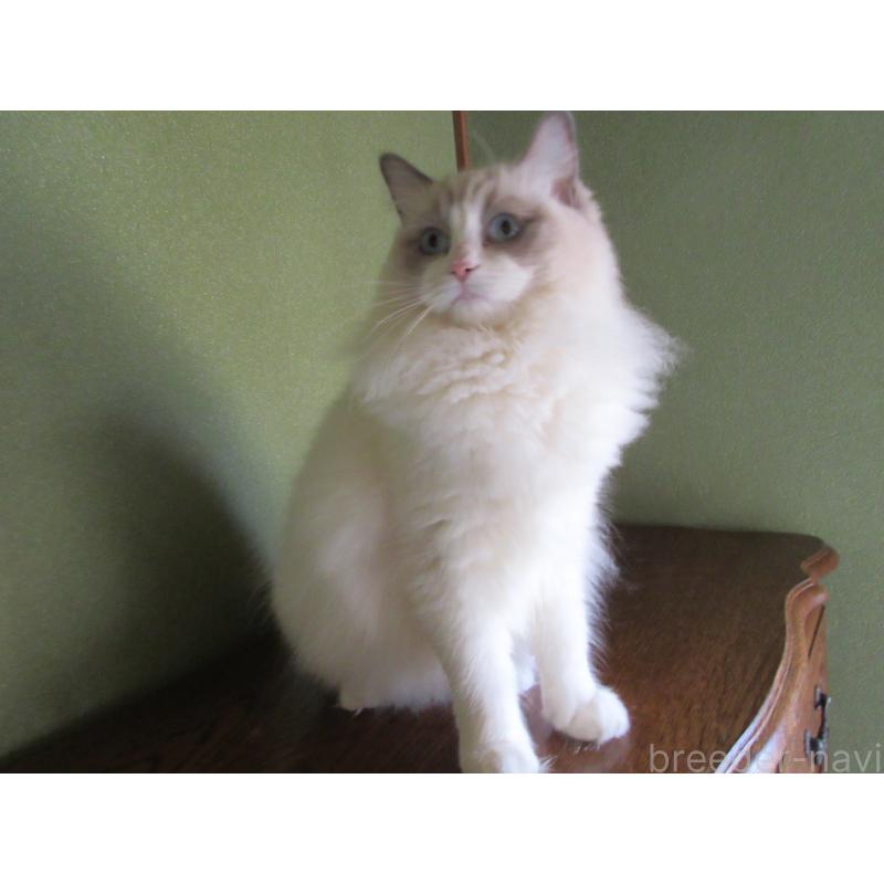 販売中の大分県のラグドール-121138の3枚目