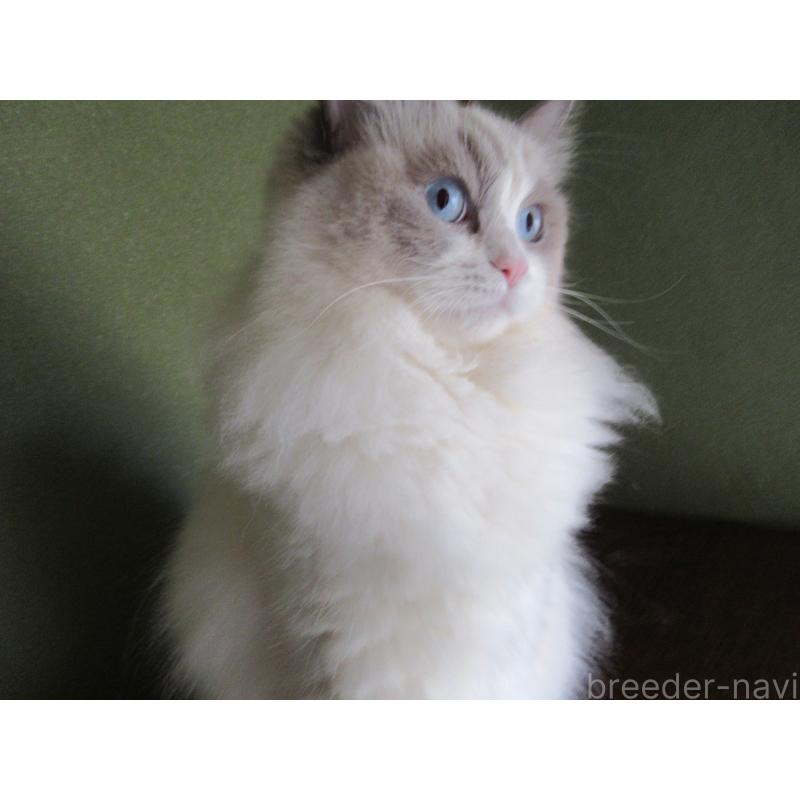 販売中の大分県のラグドール-121138の2枚目