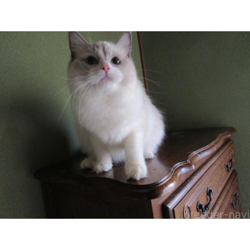 販売中の大分県のラグドール-121191の4枚目