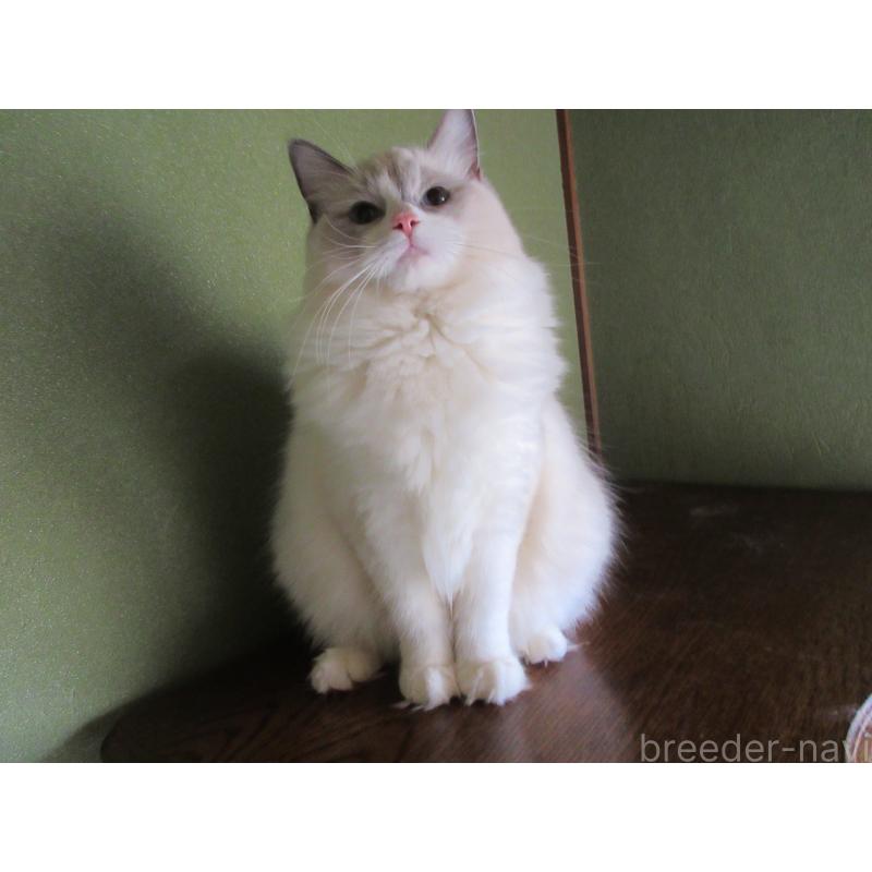 販売中の大分県のラグドール-121191の3枚目