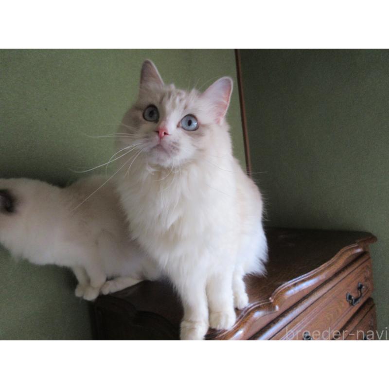 販売中の大分県のラグドール-101079の4枚目