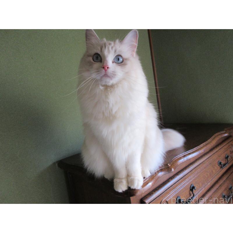 販売中の大分県のラグドール-101079の3枚目