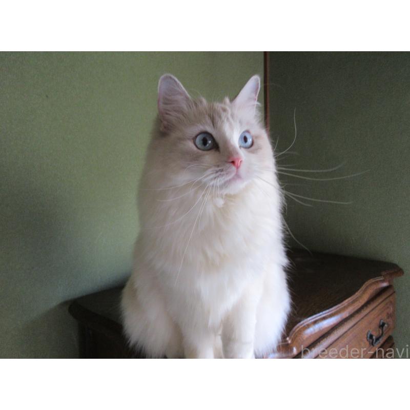 販売中の大分県のラグドール-101079の2枚目