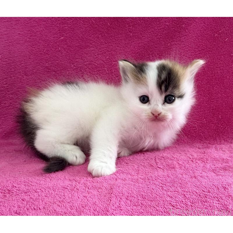 販売中の愛知県のミヌエット-137900の2枚目