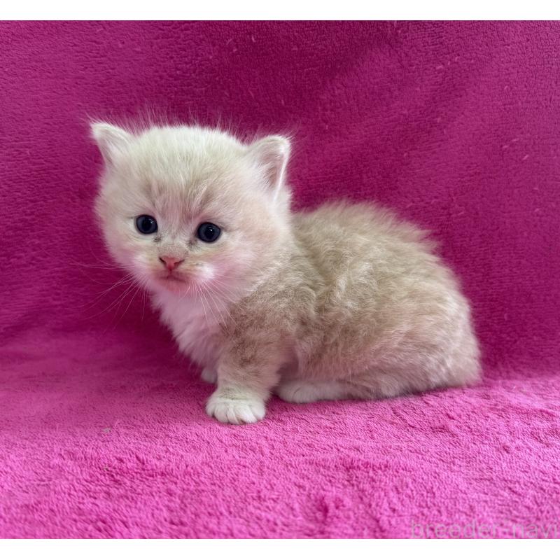 販売中の愛知県のミヌエット(短足)-137902の3枚目