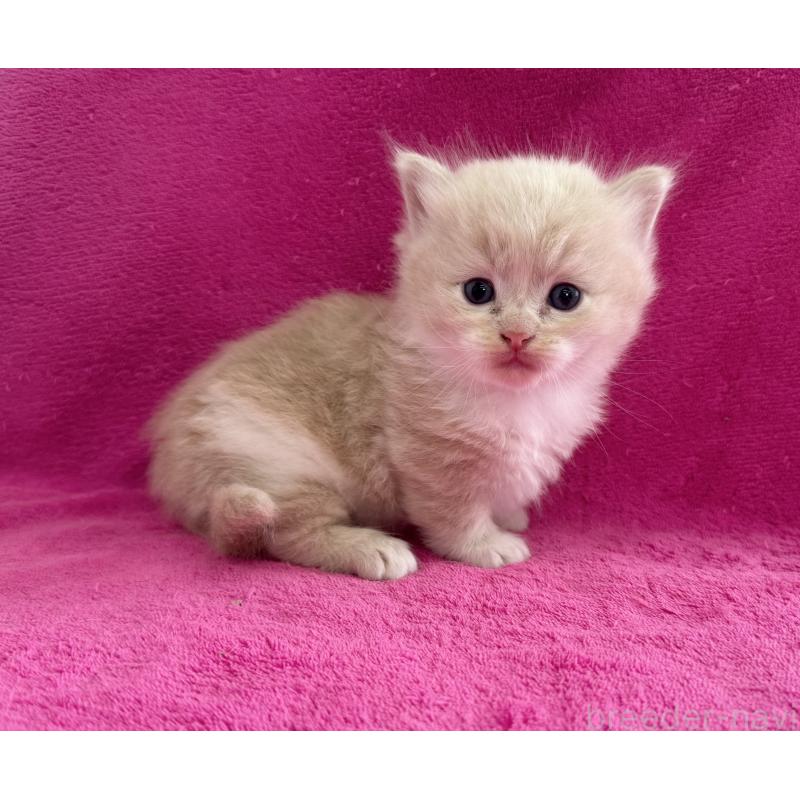 販売中の愛知県のミヌエット(短足)-137902の2枚目