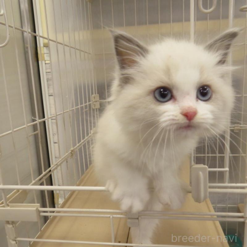 販売中の滋賀県のラグドール-137901の1枚目