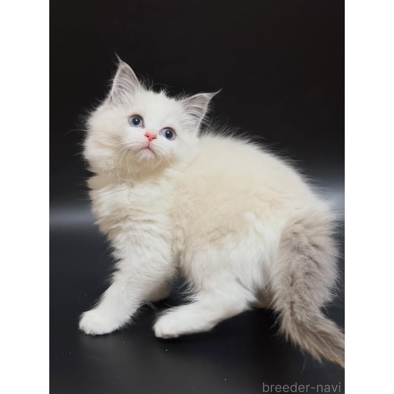 販売中の滋賀県のラグドール-137901の5枚目