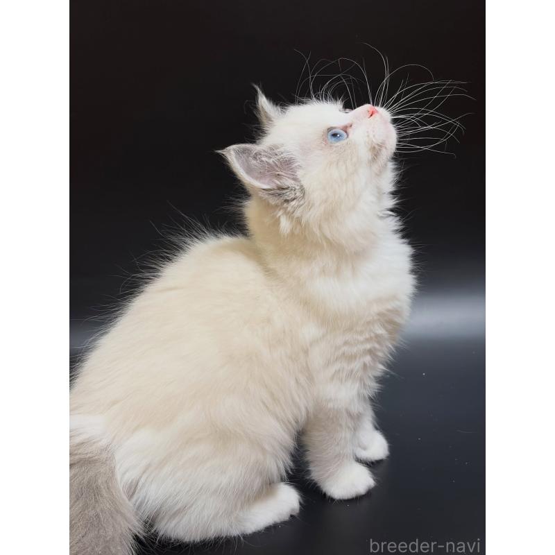 販売中の滋賀県のラグドール-137901の2枚目