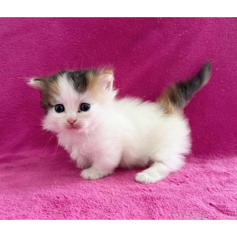 販売中の愛知県のミヌエット(短足)-137903の3枚目