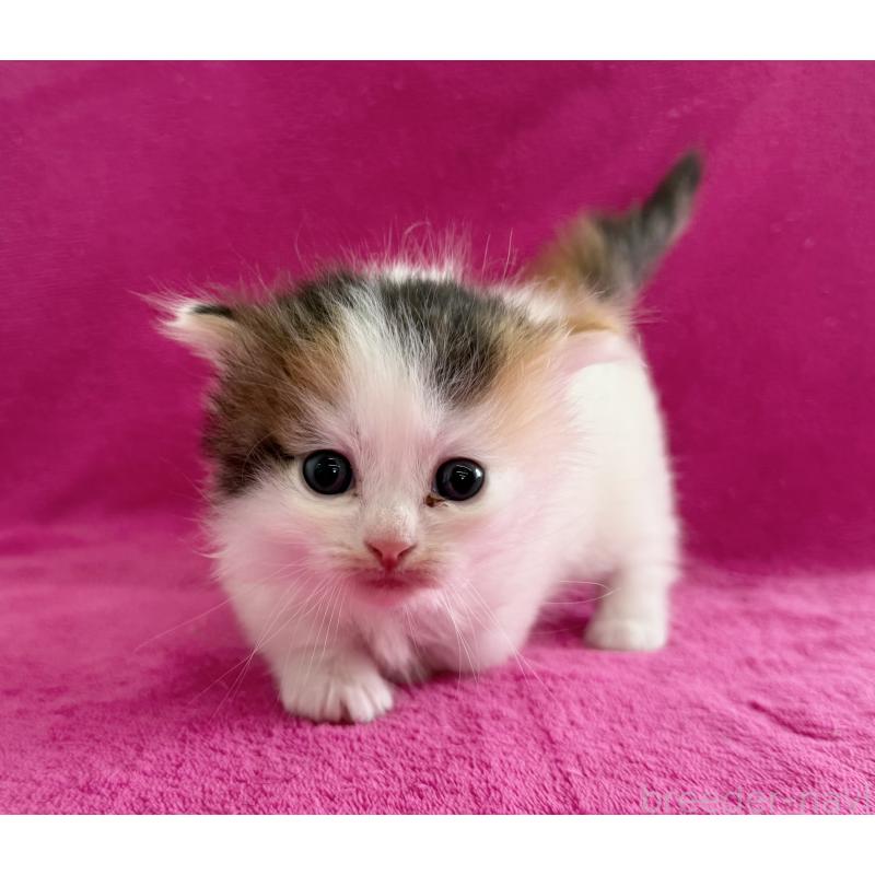 販売中の愛知県のミヌエット(短足)-137903の2枚目